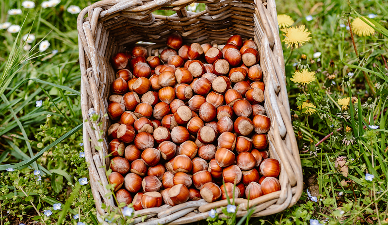 Les bienfaits de la noisette