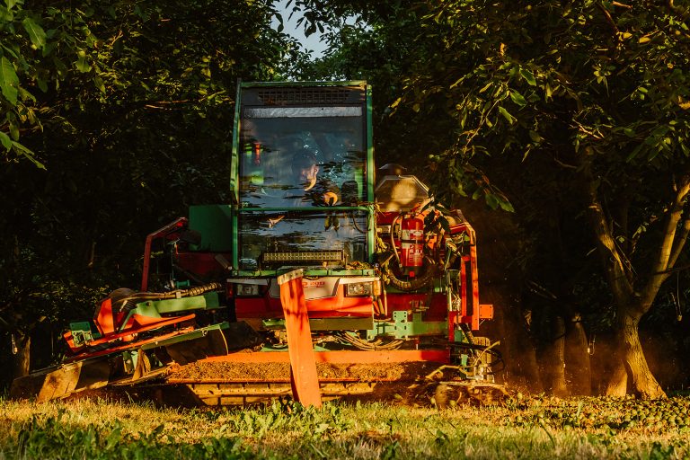 Castaneas au travail