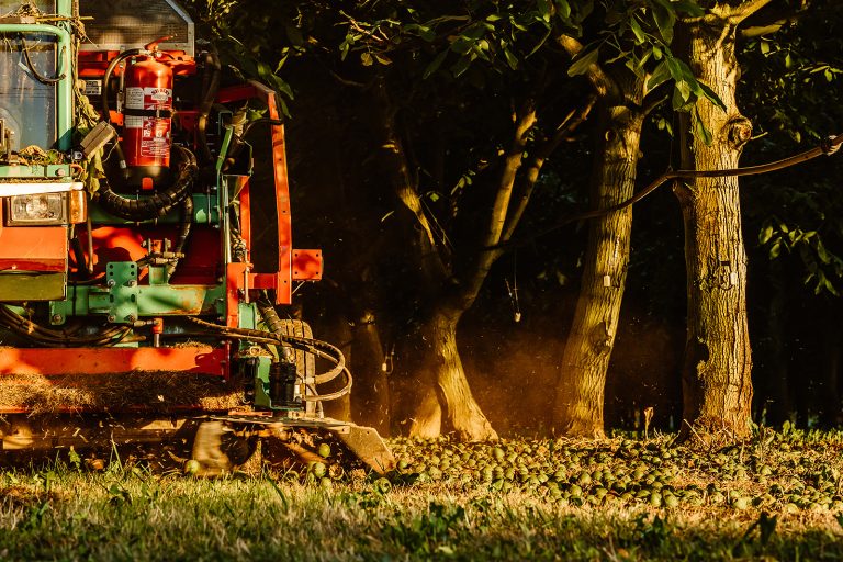 Castaneas au travail