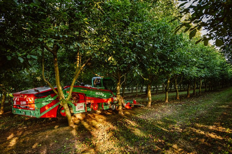 Castaneas au travail
