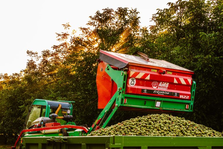 Castaneas au travail