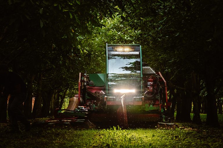 Castaneas au travail